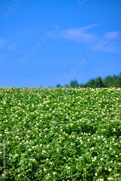 Obraz ジャガイモ畑と青空（北海道・真狩村）