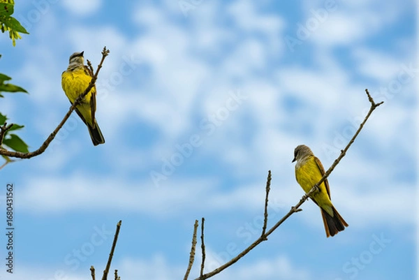 Obraz Two Western Kingbirds in a tree