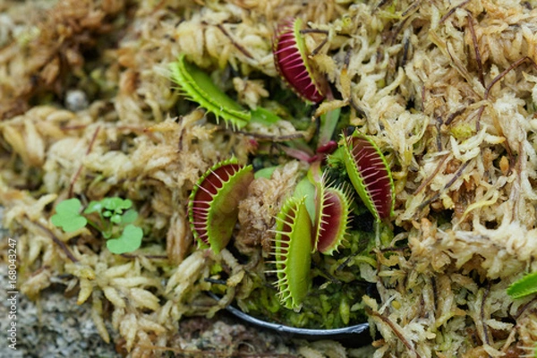 Fototapeta ハエトリグサ、Dionaea muscipula