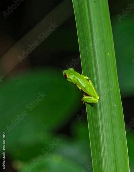 Fototapeta Green frog on a leaf
