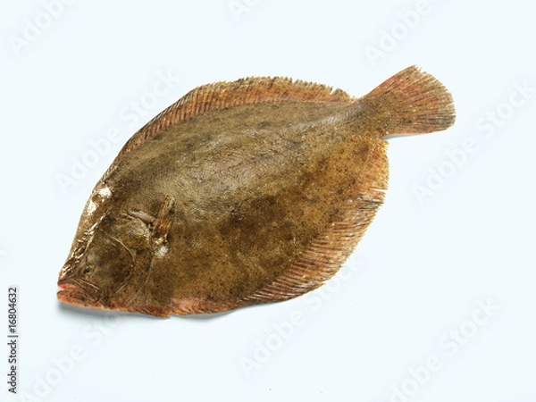 Obraz Flunder (Flatfish)