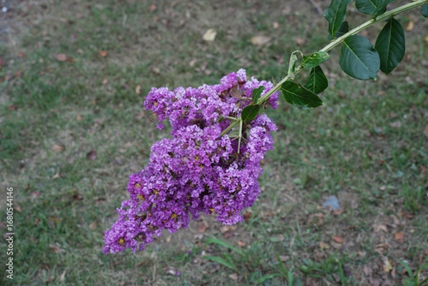 Fototapeta 百日紅の花