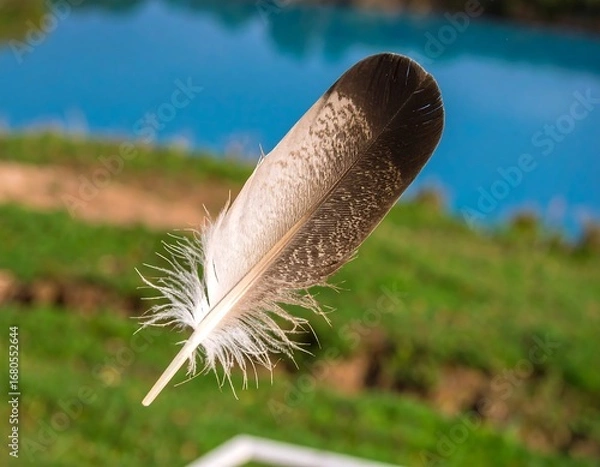 Fototapeta Feather Floating Over Water