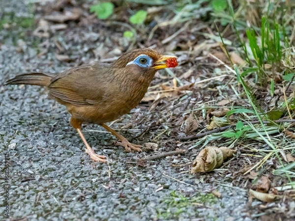 Obraz 赤い木の実を咥えて食べようとする小鳥