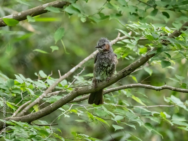 Obraz 木の枝に止って見下ろすムクドリ
