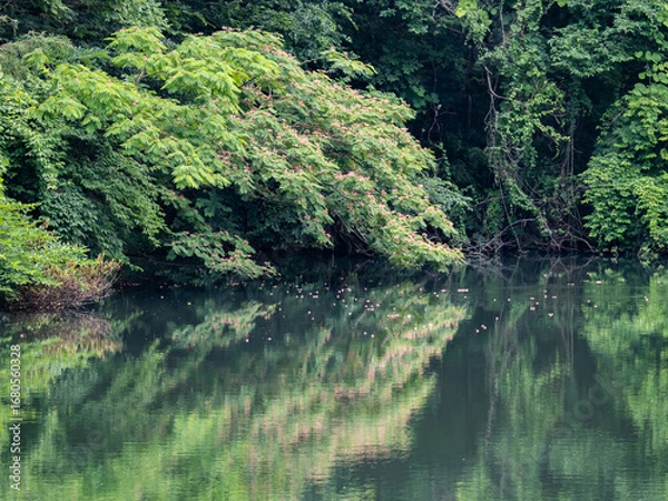 Obraz 池の上に枝を広げる樹からピンク色の花びらが水面に散る