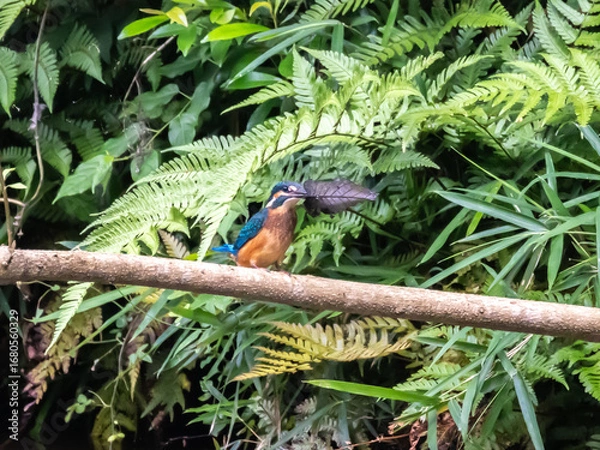 Obraz 獲物と間違えて木の葉を咥えてしまった事に戸惑っているカワセミ