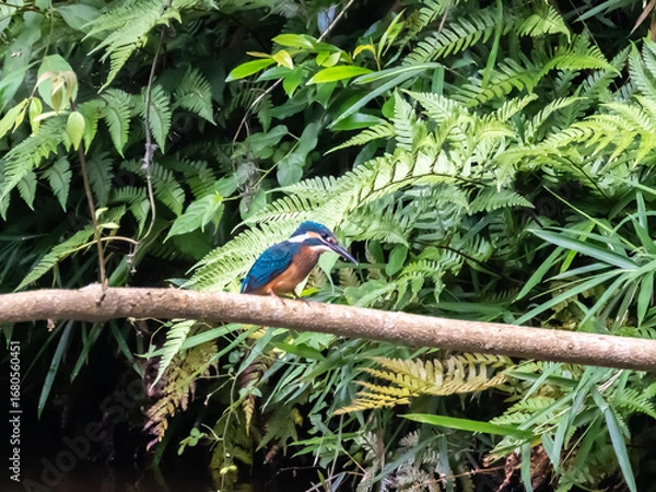 Obraz 木の枝から獲物を探すカワセミ