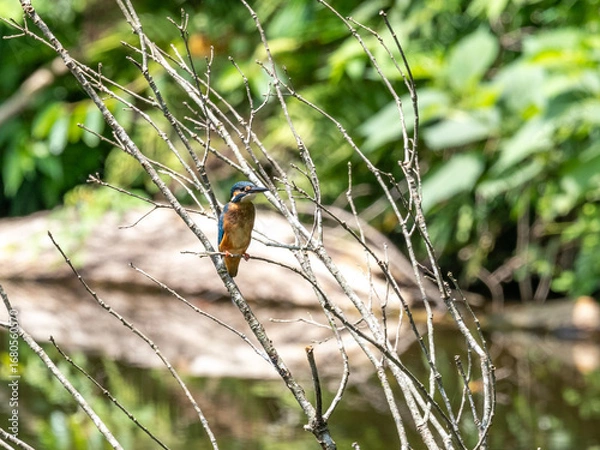Obraz 木の枝から獲物を探すカワセミ
