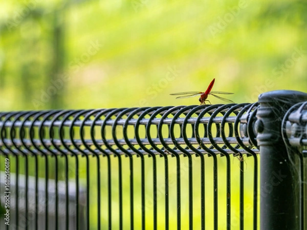 Fototapeta 黒いワイヤー上のフェンスに止まる赤トンボ