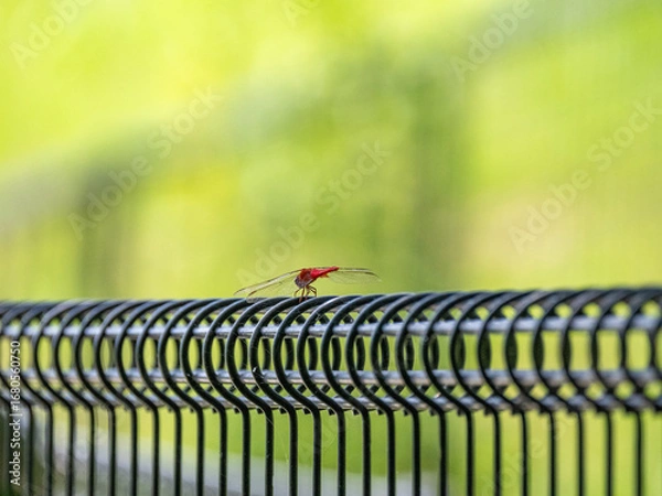 Obraz 黒いワイヤー上のフェンスに止まる赤トンボ