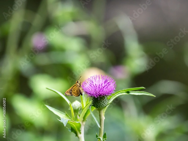 Obraz 紫色の小さなマリアアザミに止まるオレンジ色のチョウ