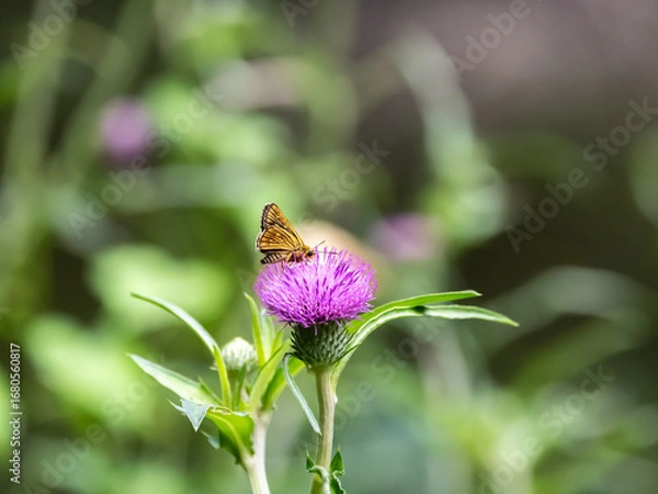 Obraz 紫色の小さなマリアアザミに止まるオレンジ色のチョウ
