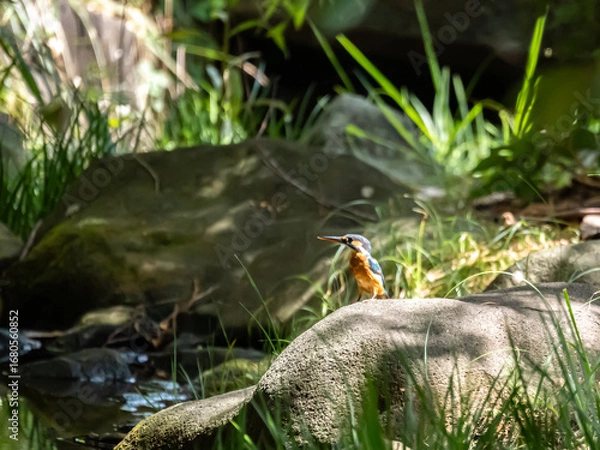 Obraz 小川の傍の岩の上で遠くを見つめるカワセミ
