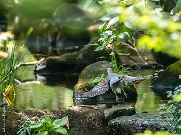 Obraz 小川の上を羽根を広げて水浴びに向かう鳩