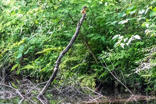Obraz 池から伸びる木の枝の先端に止まって水面を監視するカワセミ
