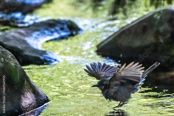 Obraz 光る小川に飛びこもうとするヒヨドリ