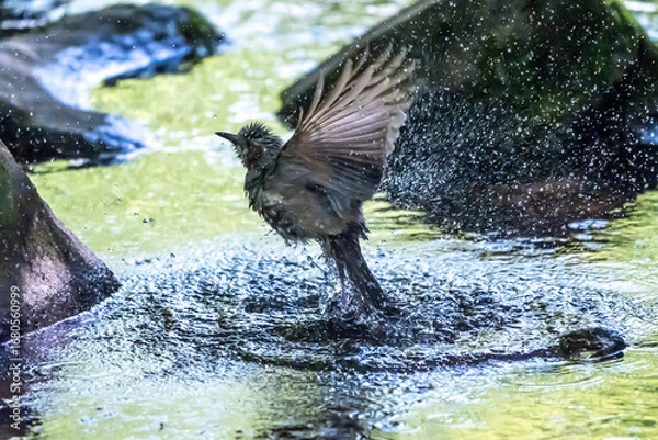 Obraz 光る小川に飛び込んで水浴びするヒヨドリ
