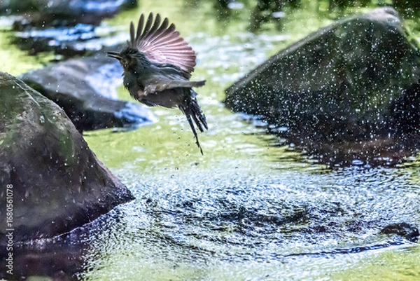 Obraz 光る小川に飛び込んで水浴びするヒヨドリ
