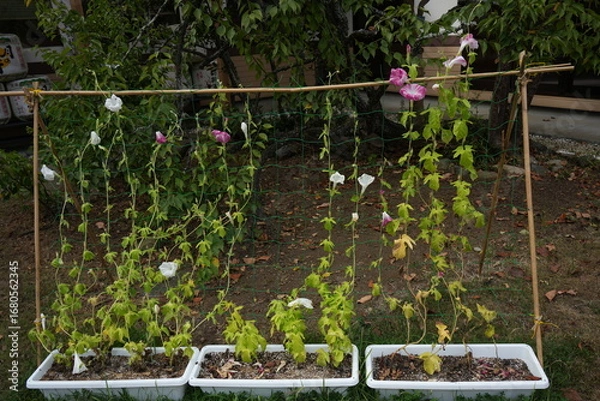 Fototapeta 朝顔の花