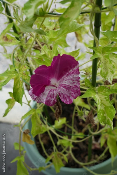 Fototapeta 朝顔の花