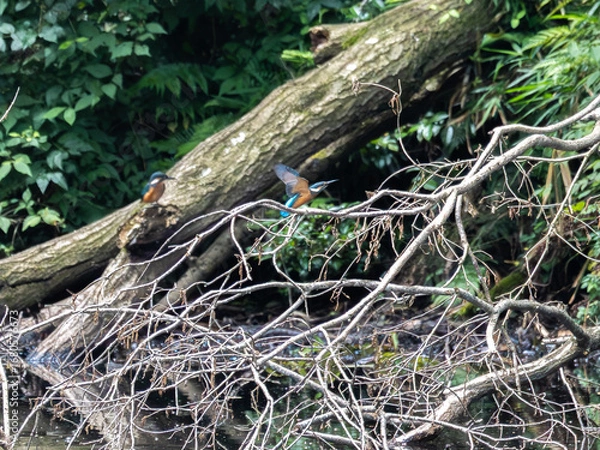 Obraz ダイブしたけど失敗して飛び上がるカワセミとそれを見守るカワセミ