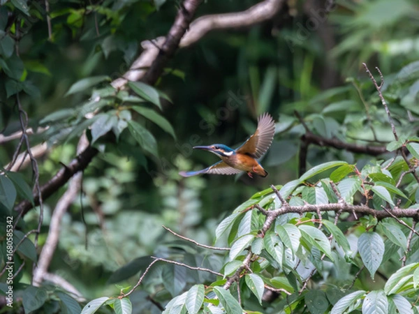 Fototapeta 獲物を探して飛び回るカワセミ
