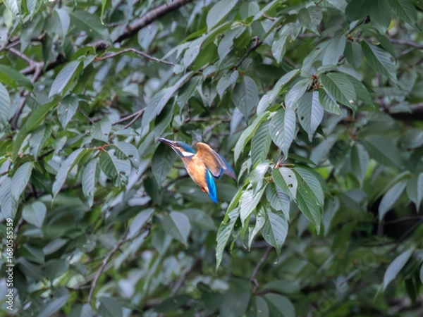 Obraz 獲物を探して飛び回るカワセミ