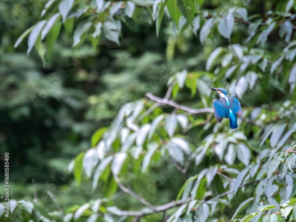 Obraz 獲物を探して飛び回るカワセミ