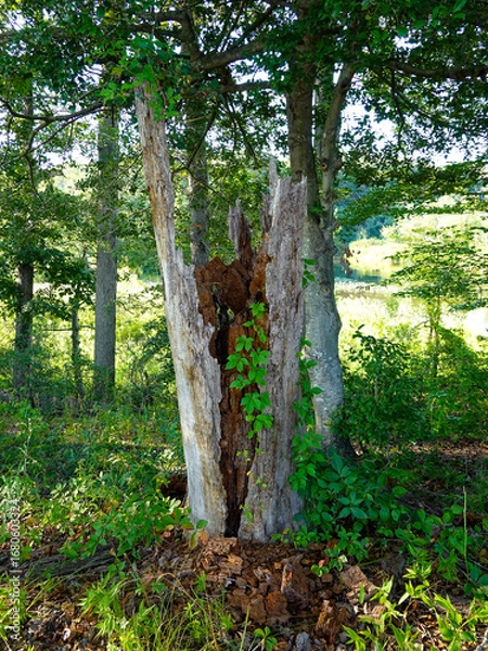 Obraz A decomposing tree trunk split in two