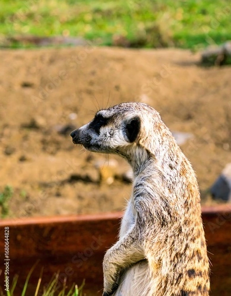 Fototapeta Meticulously detailed close-up of a meerkat