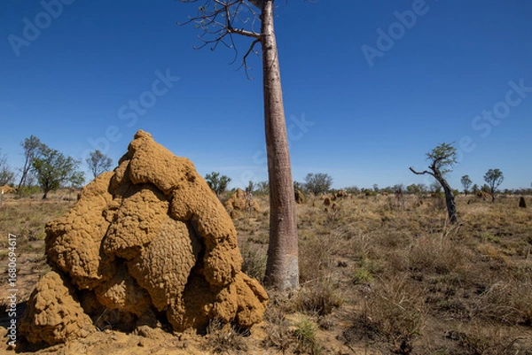 Fototapeta Termite mounds and trees in the Australian outback.