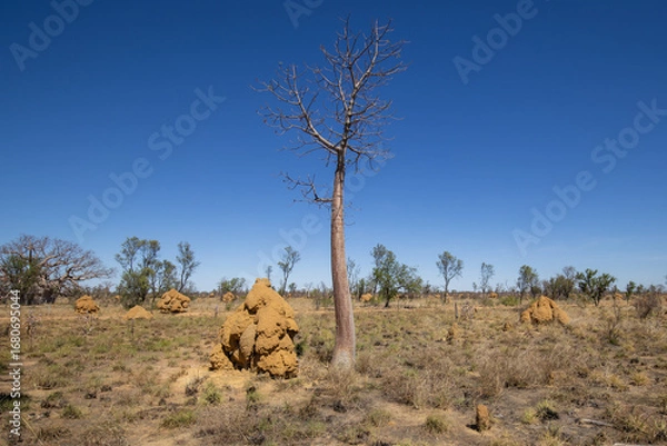 Fototapeta Termite mounds and trees in the Australian outback.