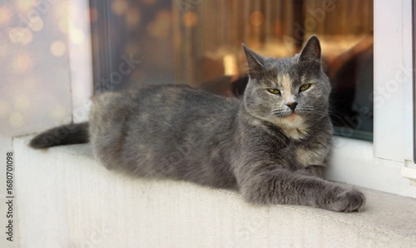 Fototapeta Beautiful light grey and beige cat outdoor