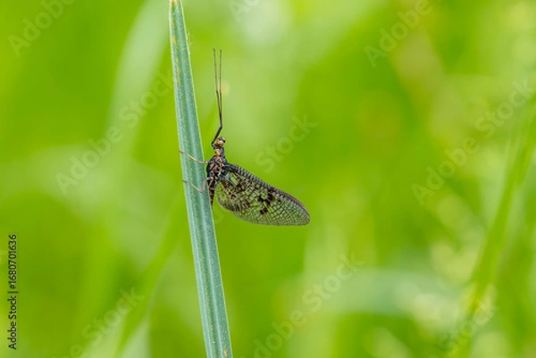 Fototapeta Dänische Eintagsfliege auf einem Gras Blatt