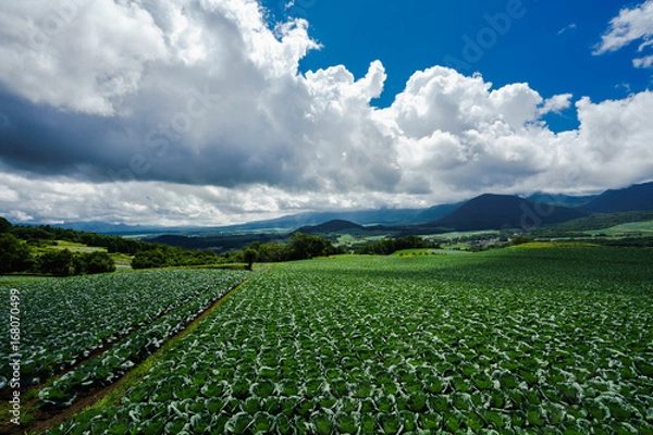 Obraz 嬬恋村の高原野菜畑