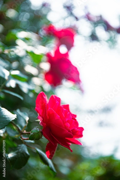 Fototapeta 아름다운장미