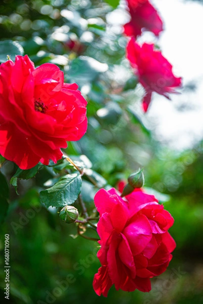 Fototapeta 아름다운장미