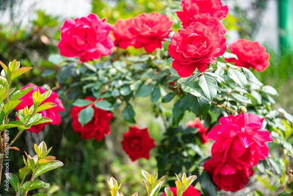 Fototapeta 아름다운장미