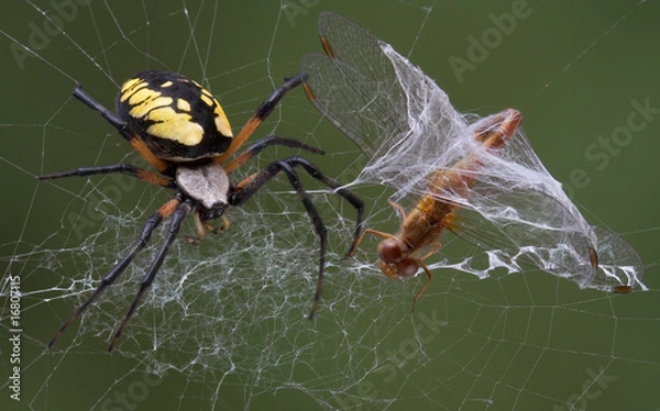 Obraz Spider catches dragonfly