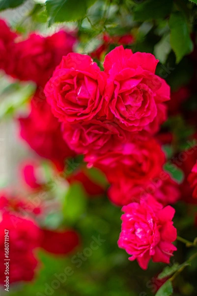 Fototapeta 아름다운장미