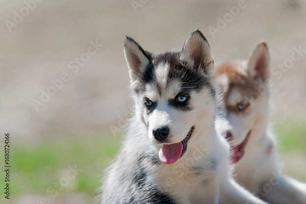 Fototapeta Cute siberian husky puppies portrait