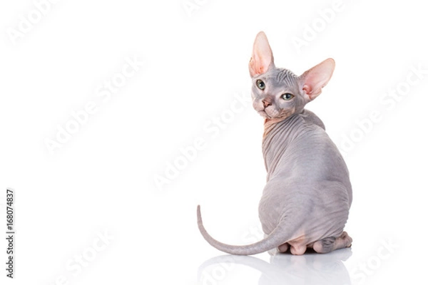 Obraz Łysy kot Sfinks na białym tle