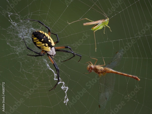 Obraz Spider, hopper, and dragonfly in web