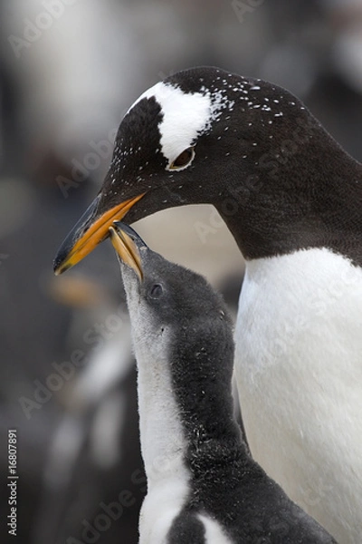 Obraz Gentoo penguins (Pygoscelis papua)