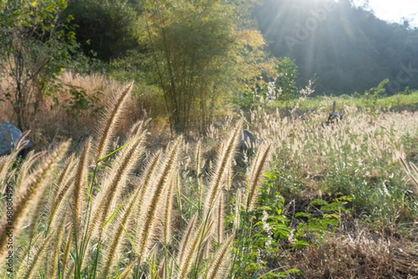 Obraz grass flower in the field