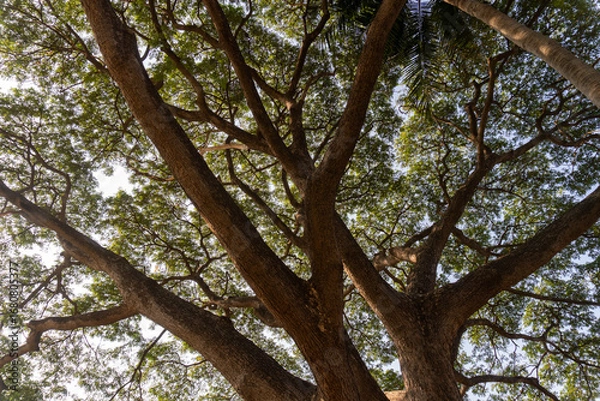 Obraz big trees in the park