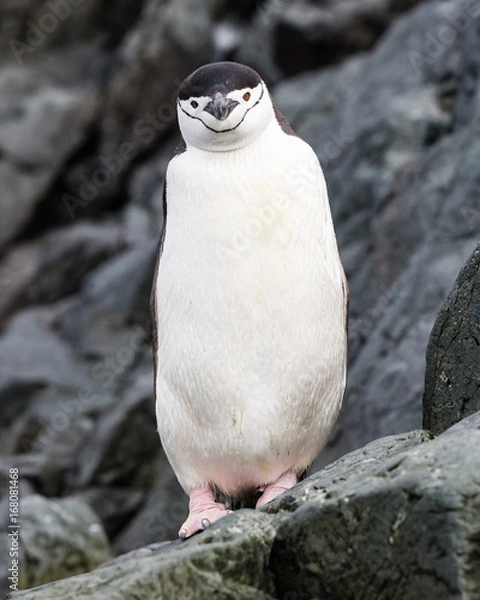 Obraz Penguin standing on rock