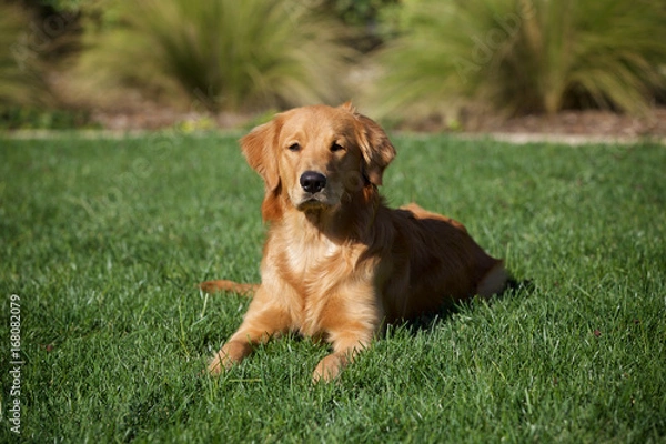 Obraz Golden Retriever