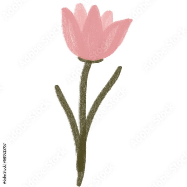 Obraz pink tulip isolated